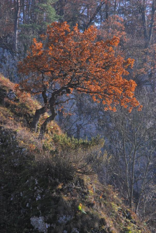 Pokoje Goscinne U Grazyny Ojcow Exteriér fotografie